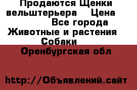 Продаются Щенки вельштерьера  › Цена ­ 27 000 - Все города Животные и растения » Собаки   . Оренбургская обл.